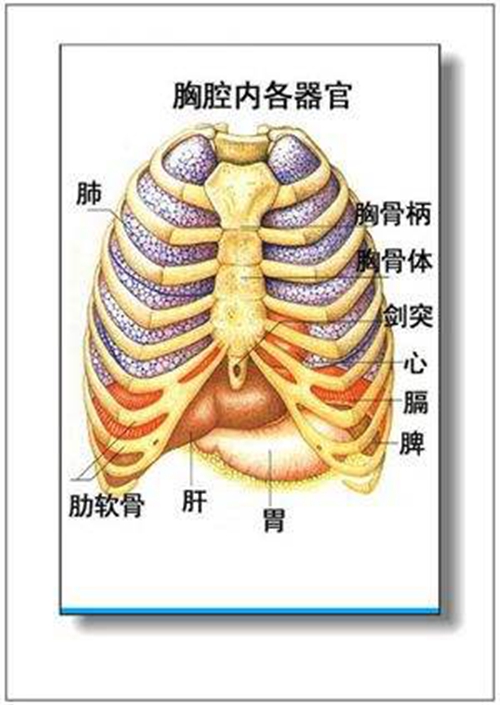 胸腔内脏器官分布图图片