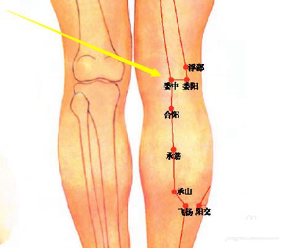 腿部的经络图 清晰图片