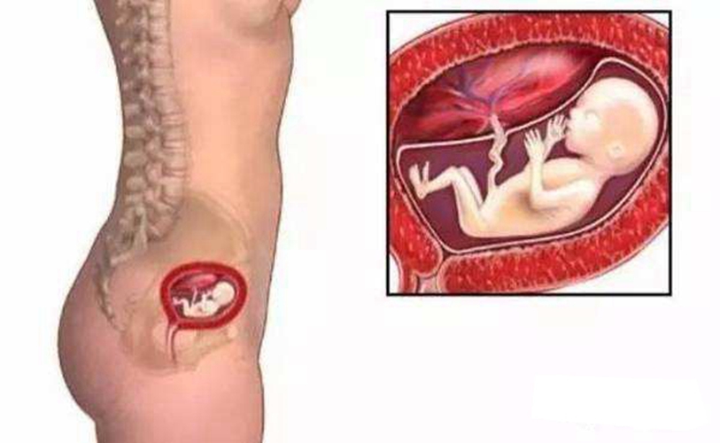 孕期内脏器官分布图图片