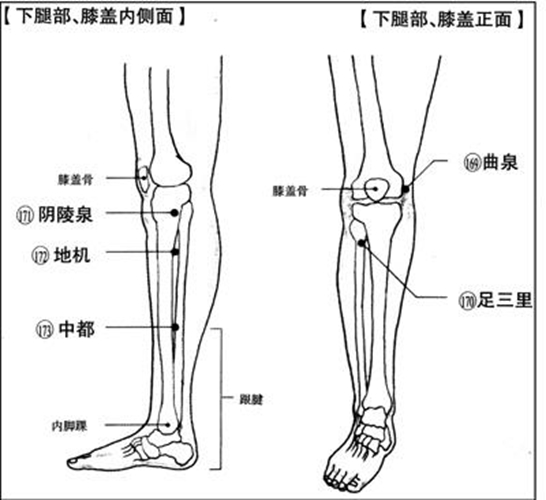 人体中小腿穴位在哪些位置图片