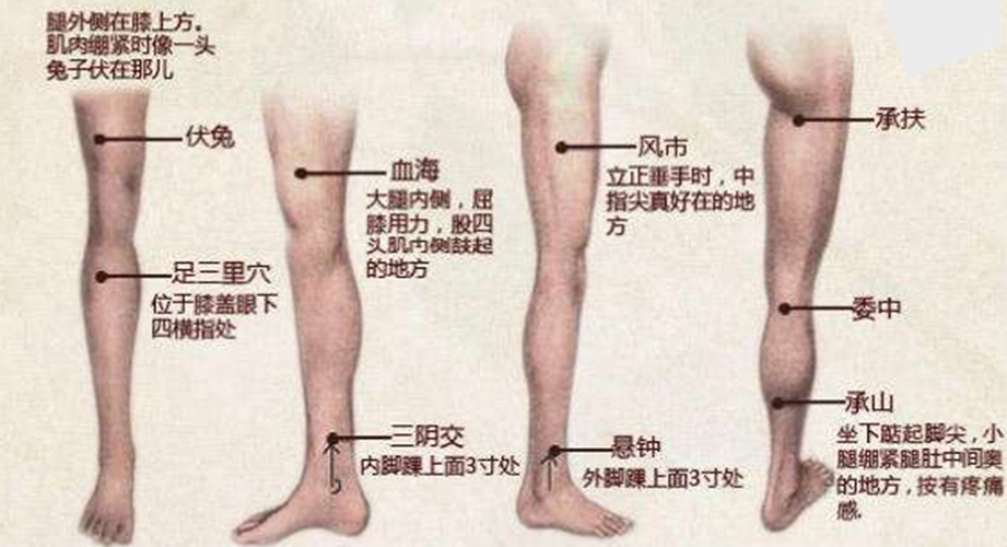 人体下小腿穴位在什么位置图片