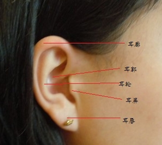 耳垂正确的位置图图片