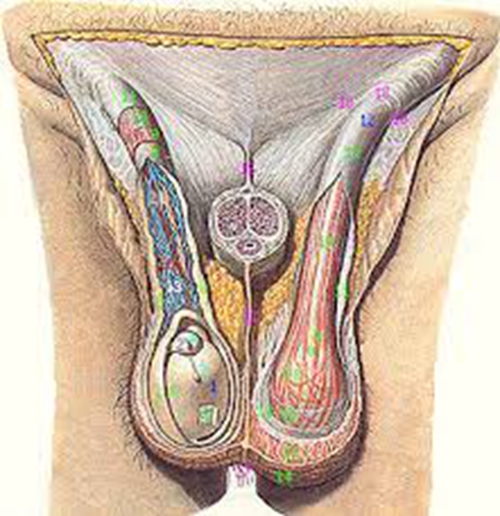 睾丸详细结构图片