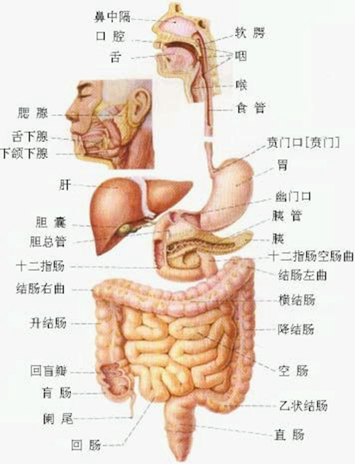 人体左边器官分布图图片