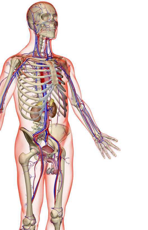 人体侧面器官解剖图图片