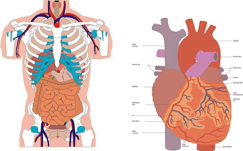 人内脏器官的分布图图片