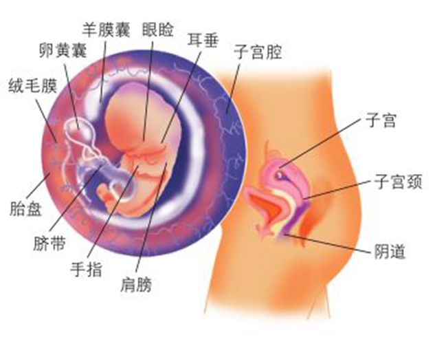 孕期婴儿内脏器官分布图图片