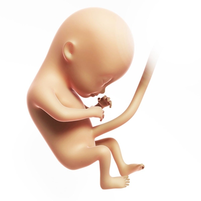 胎儿发育图 (66)
