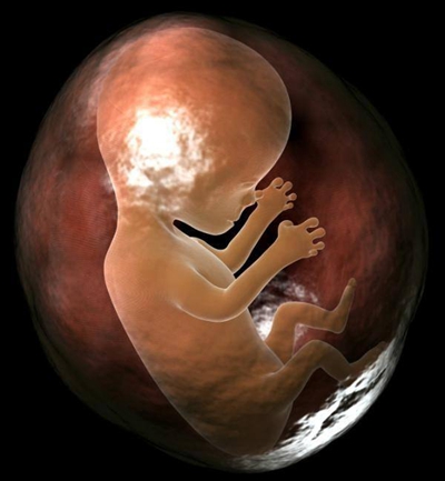 胎儿发育图 (69)