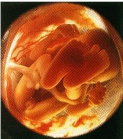胎儿发育图 (78)