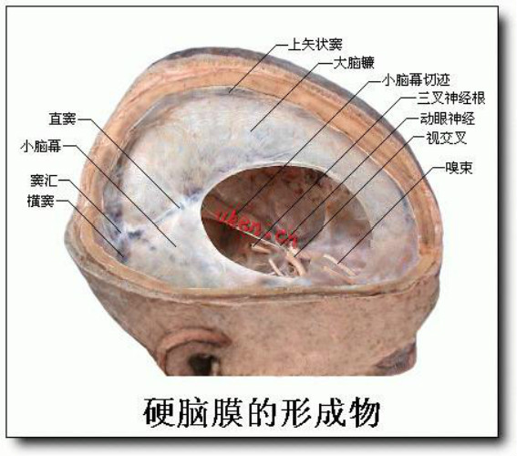 人工硬脑膜补片