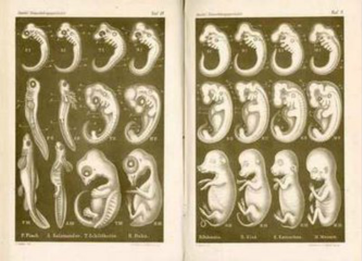 胚胎发育过程图动图