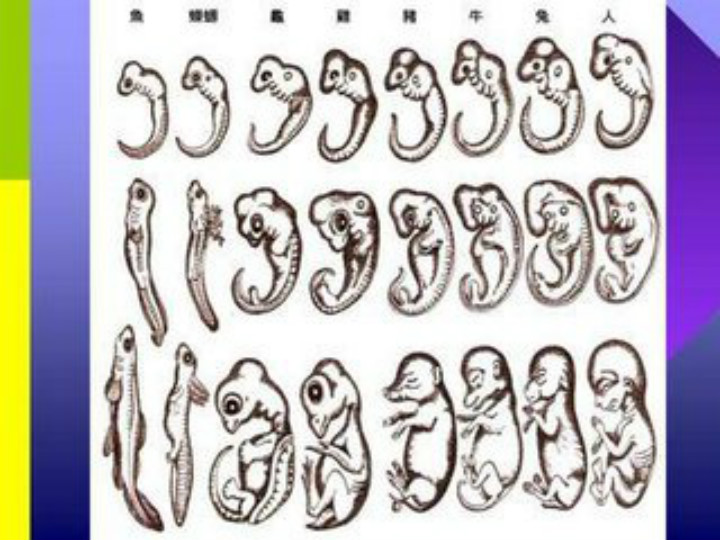 人类胚胎发育过程图