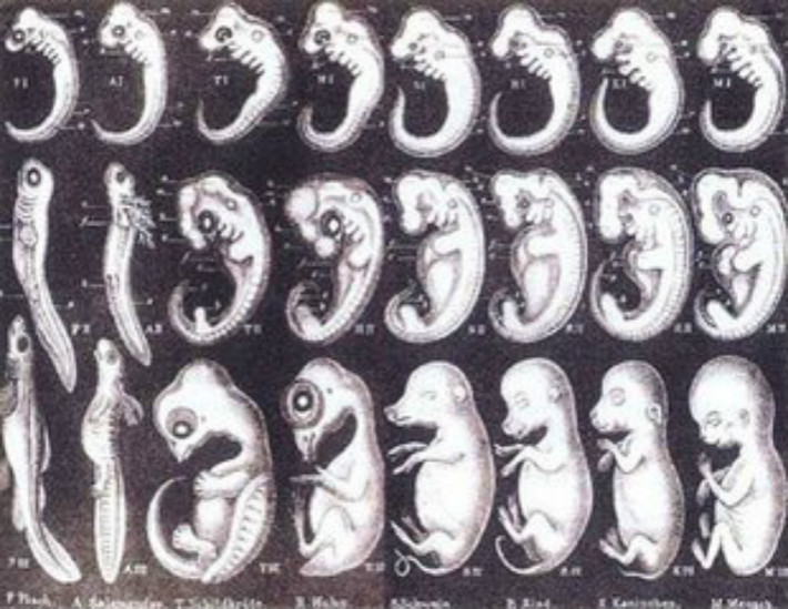 人类胚胎发育详细图解图片