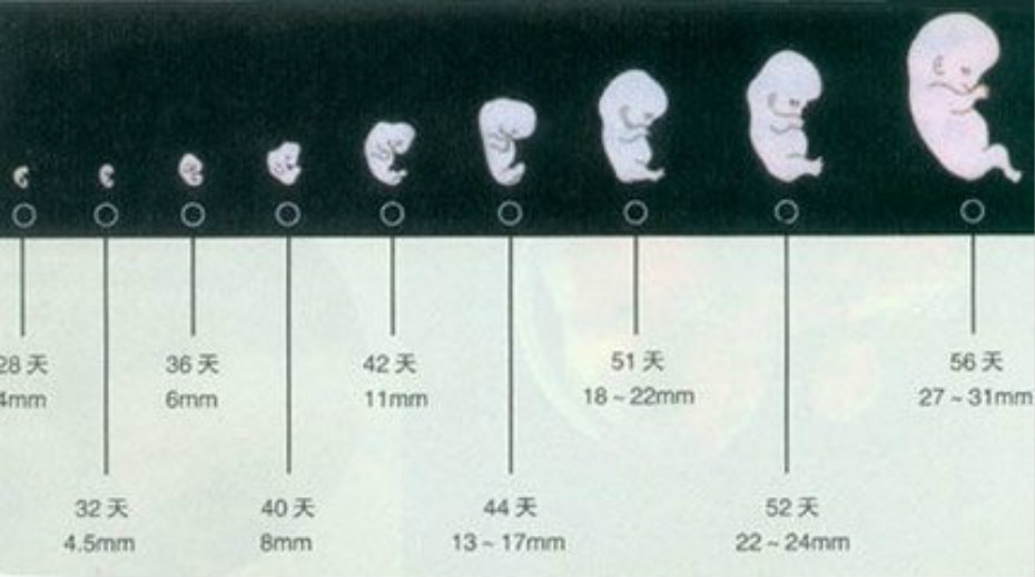 胚胎停止发育的原因
