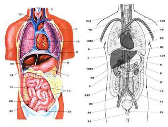 人体器官疼痛位置图片