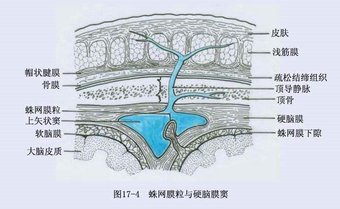 硬膜外血肿解剖图图片