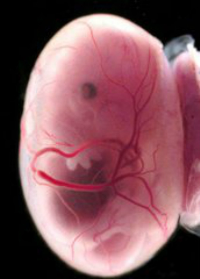 怀孕胚胎发育过程图