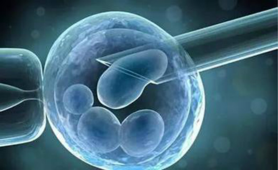 胚胎发育过程图解