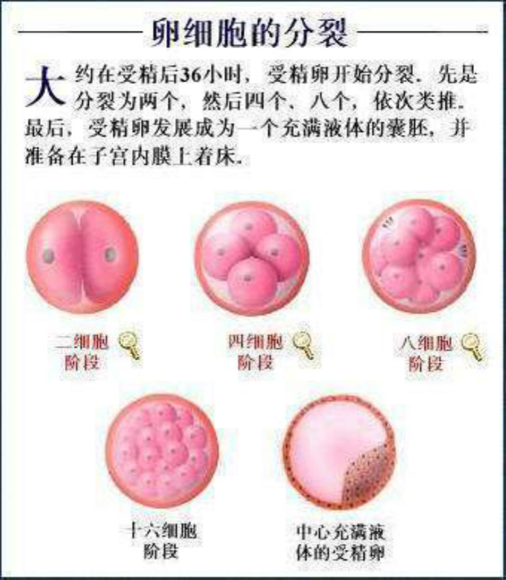 胚胎工程