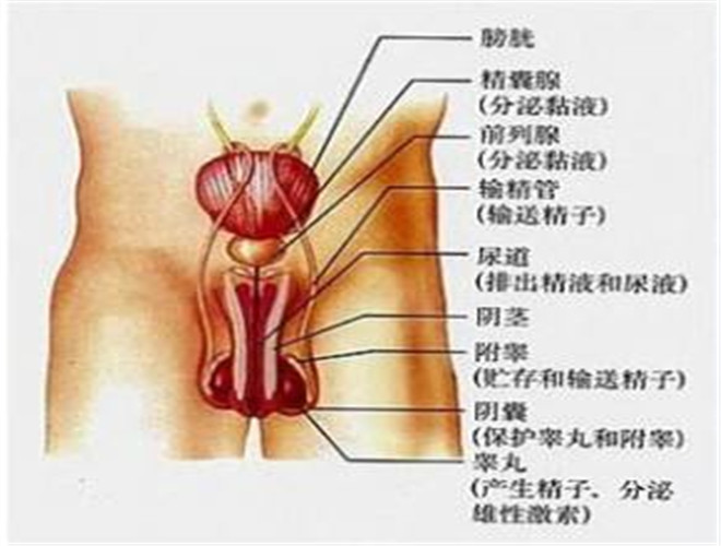 阴囊是什么部位