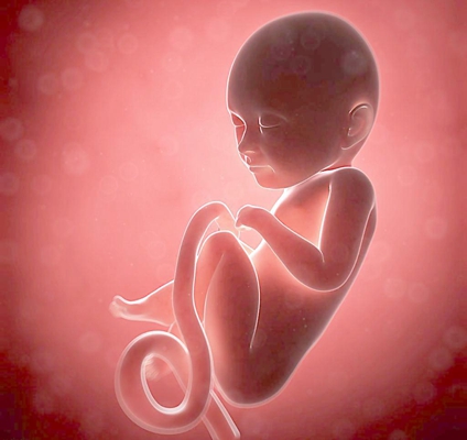 胎儿在肚子里的姿势 (12)