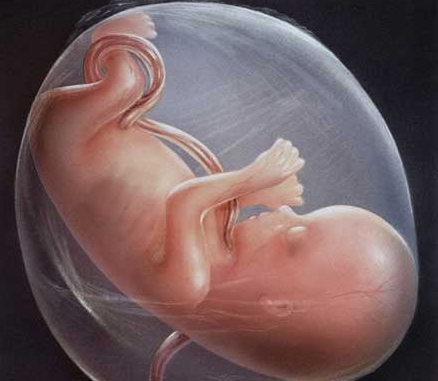 胎儿在肚子里的姿势 (1)