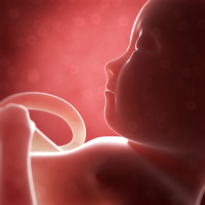 胎儿在肚子里的姿势 (18)