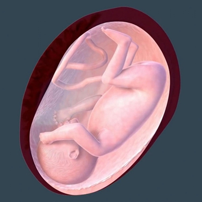 胎儿在肚子里的姿势 (15)