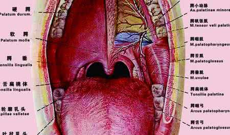 扁桃体化脓常见的4种治疗方法