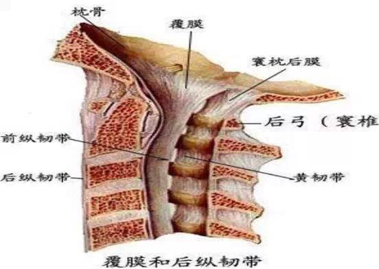 我們重要的頸椎,你有了解過嗎?