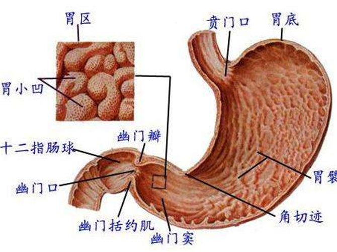 急性胃炎图片