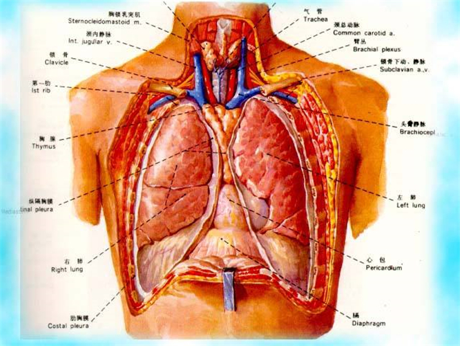结核性胸膜炎图片 (2)