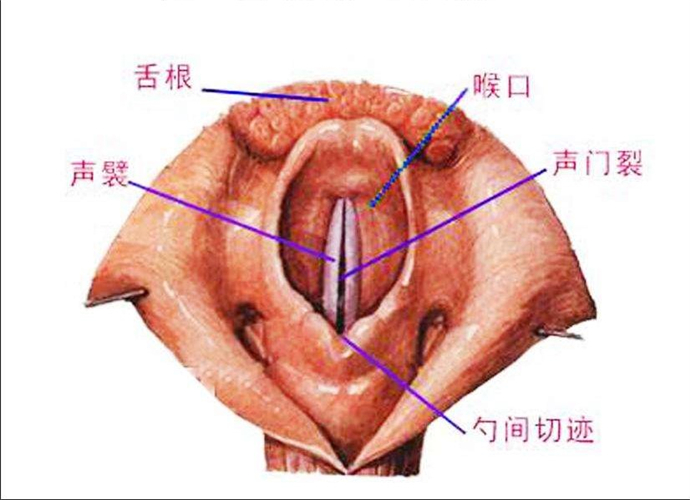 急性咽炎解剖图片