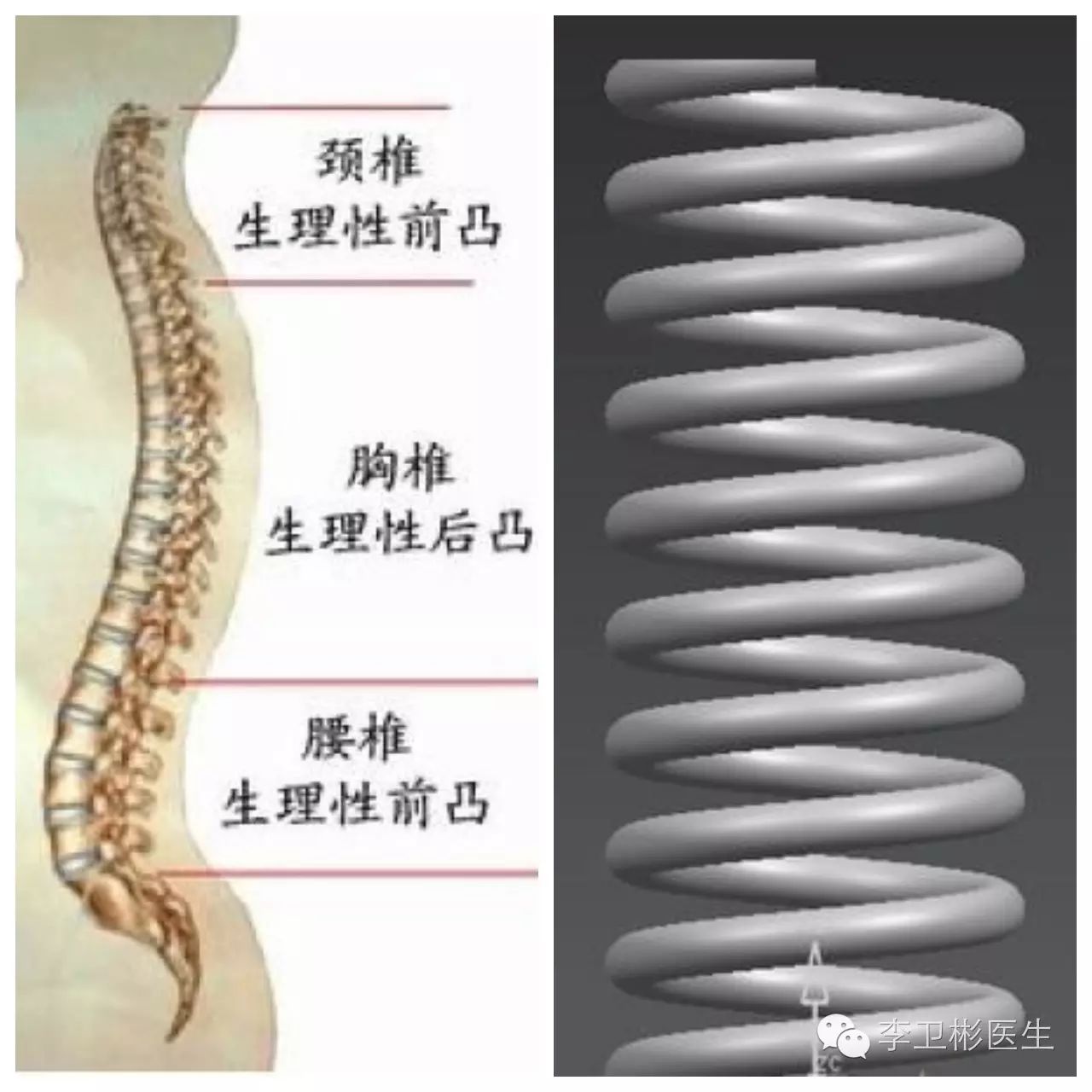 如图所示,脊椎的侧位片是有四个生理曲度的:颈曲向前,胸曲向后,腰曲