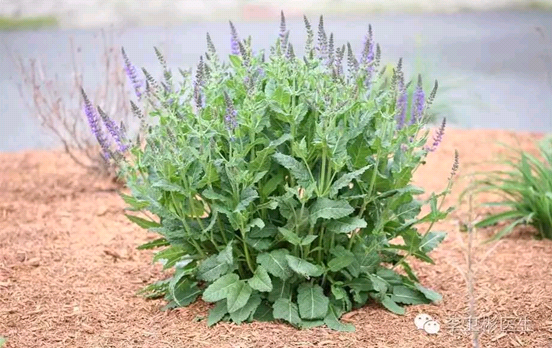 红丹参的作用-有来医生