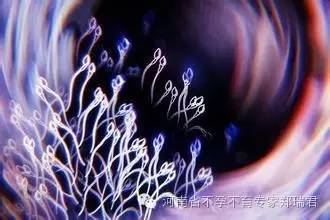 我——精子先生,是在睪丸的曲精細管(生精小管)內,由初級精母細胞