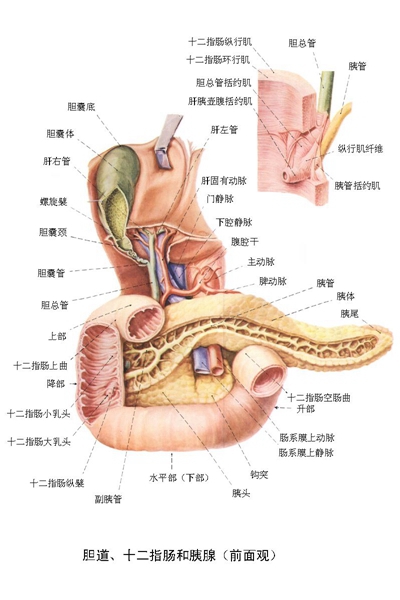 胰腺炎的症状及图解 (5)