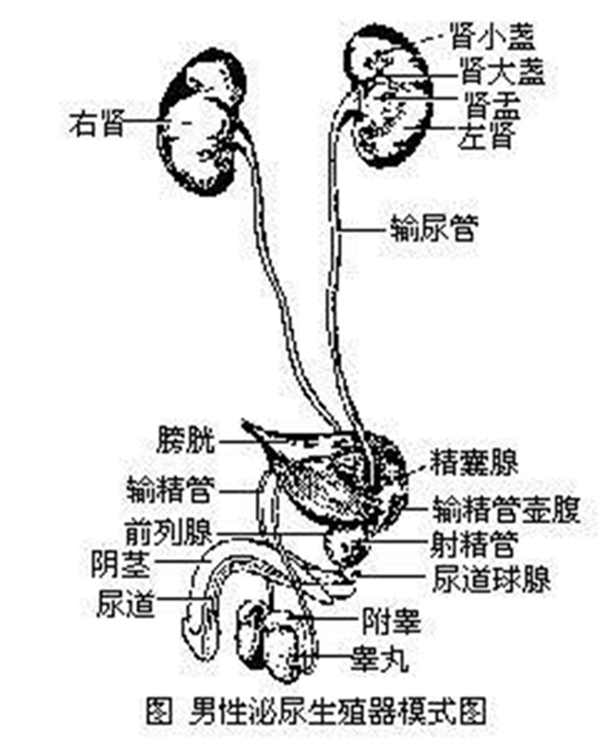 男性泌尿系统结构图