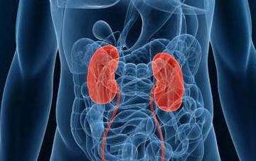 肝和肾的位置图片图片