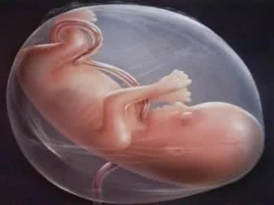 胎儿发育图 (82)