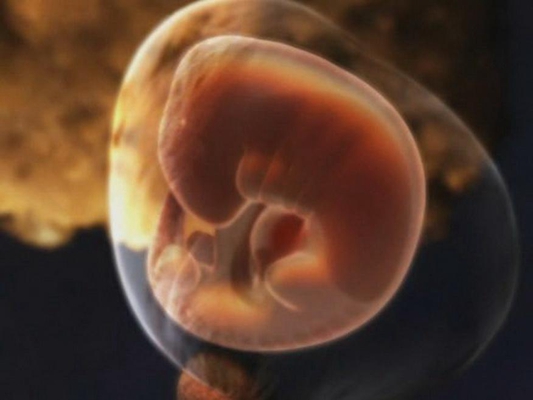 胎儿发育图 (79)