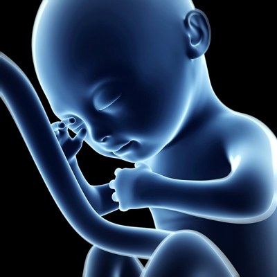 胎儿发育图 (65)