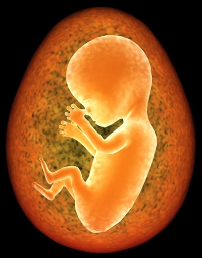 胎儿发育图 (77)