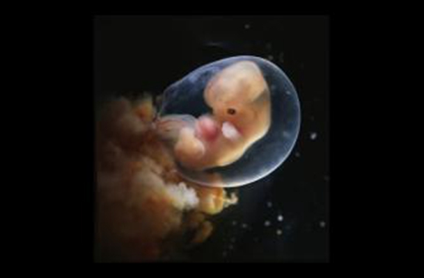 胎儿发育图 (83)