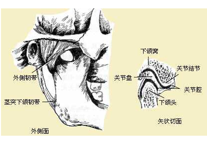 颞下颌关节紊乱综合征 (3)