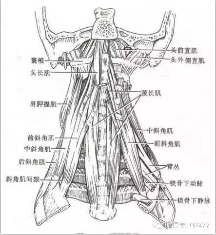 不能忽视的颈深屈肌