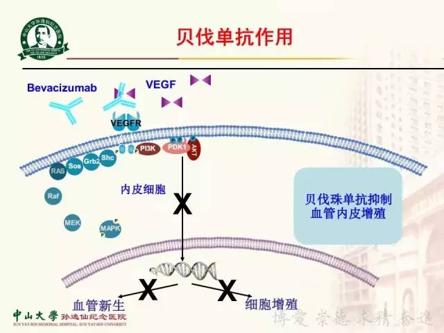 贝伐单抗 www.youlai.cn
