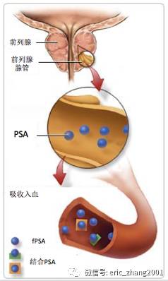 个人主页 医生文章 详情 游离与总psa比值.