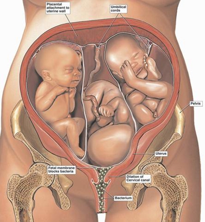 胎儿在肚子里的姿势 (3)